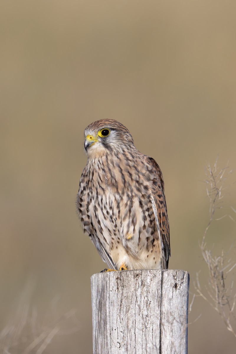 Eurasian Kestrel - ML644706634