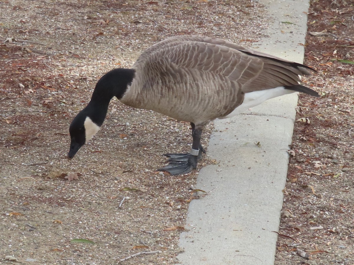 berneška velká - ML644706646