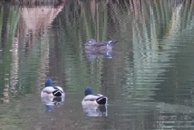 Каролінка - ML644706650