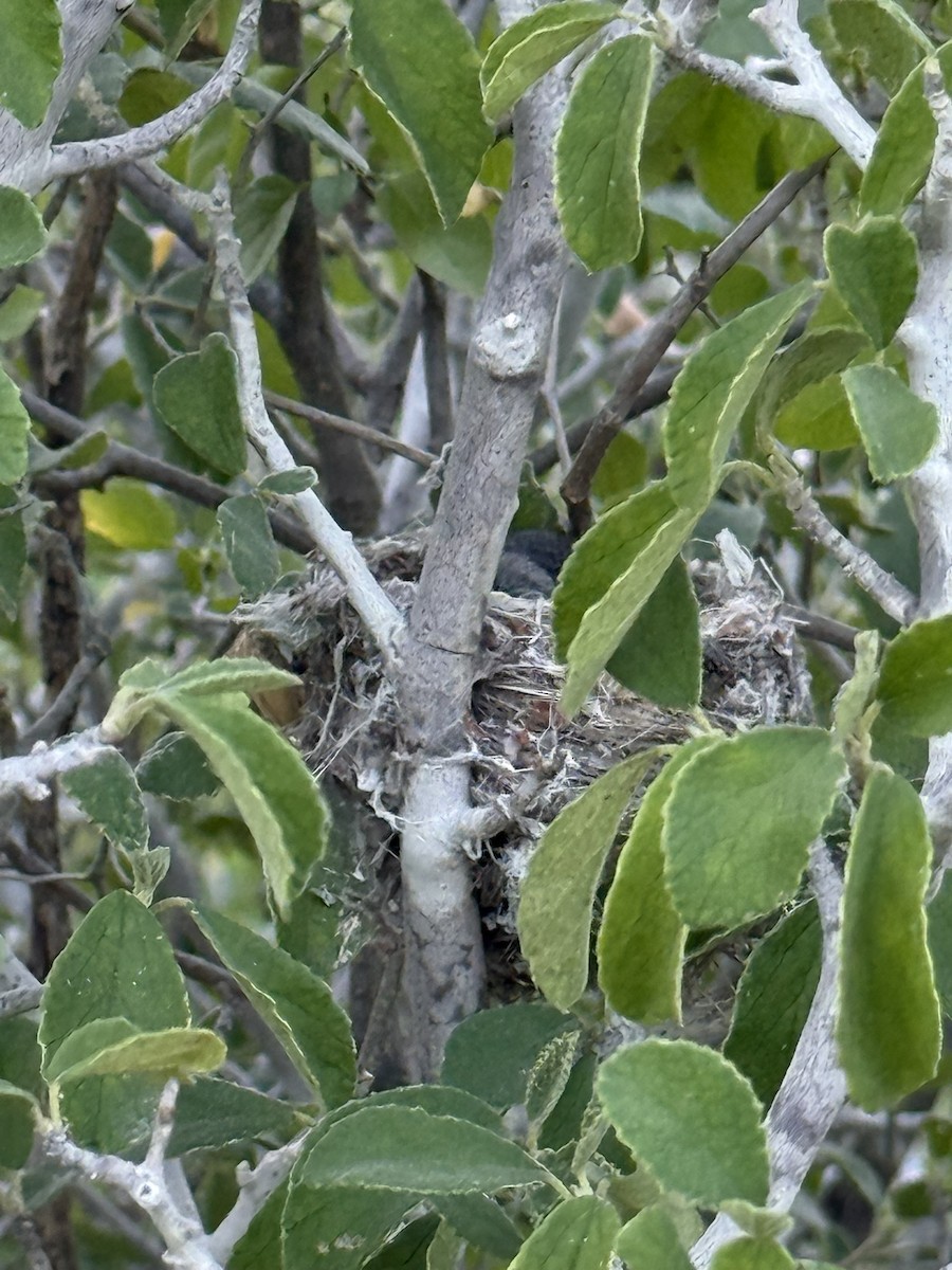 Gobemoucheron de Californie - ML644706655