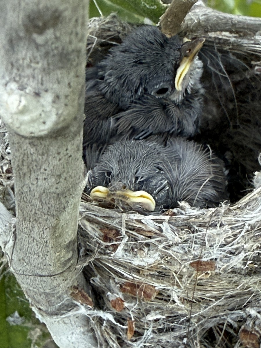Gobemoucheron de Californie - ML644706657