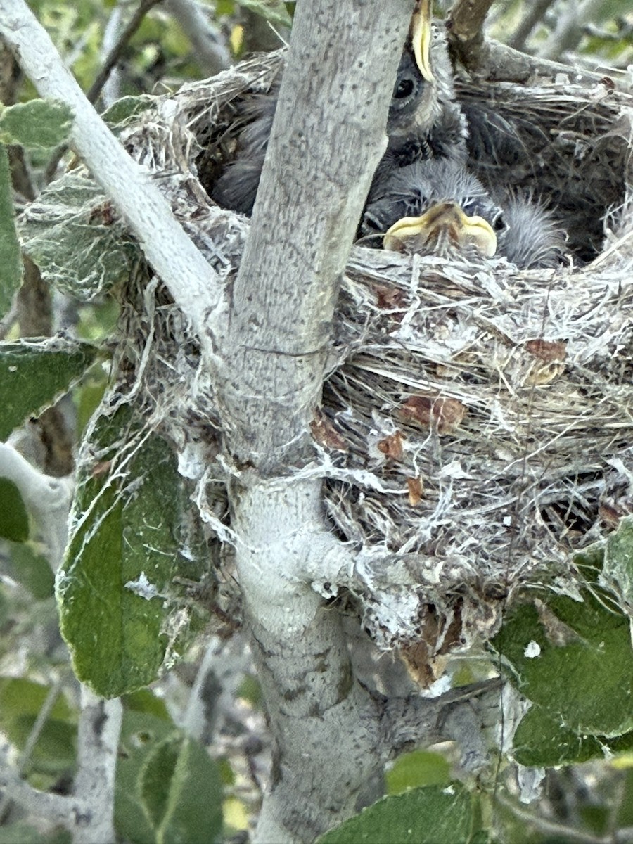 Gobemoucheron de Californie - ML644706658