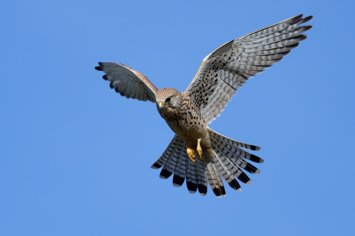 Eurasian Kestrel - ML644706659