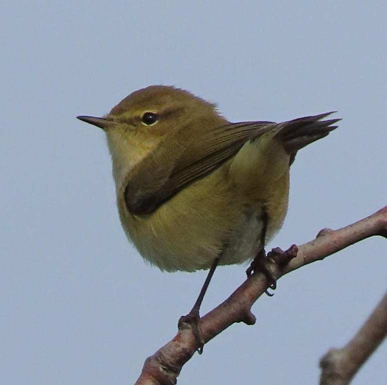 Pouillot véloce - ML644706681