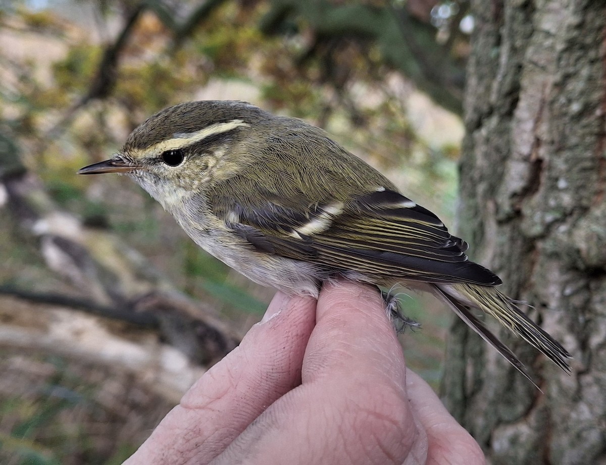 Yellow-browed Warbler - ML644706682