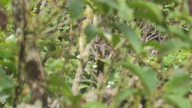 Lesser Yellownape (Sunda) - ML644706695