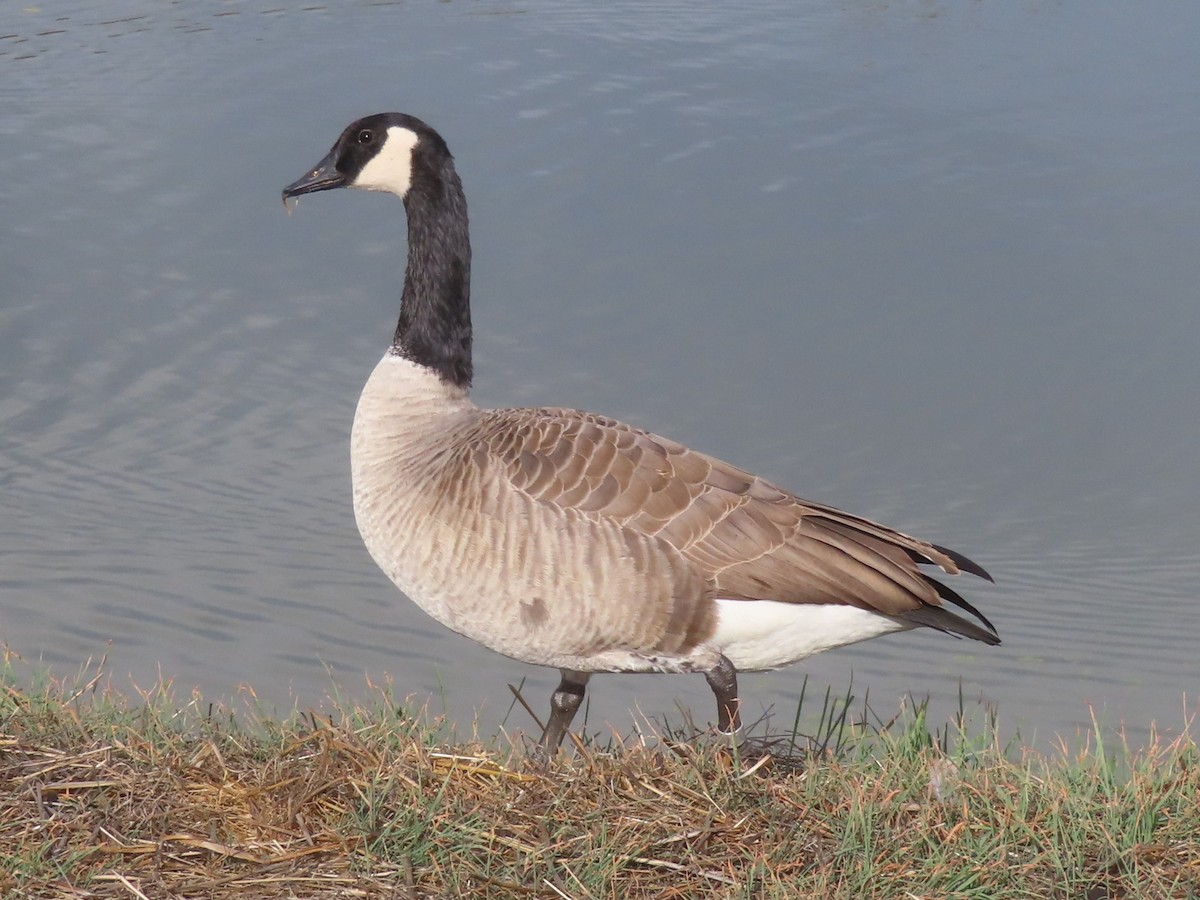 berneška velká - ML644706698