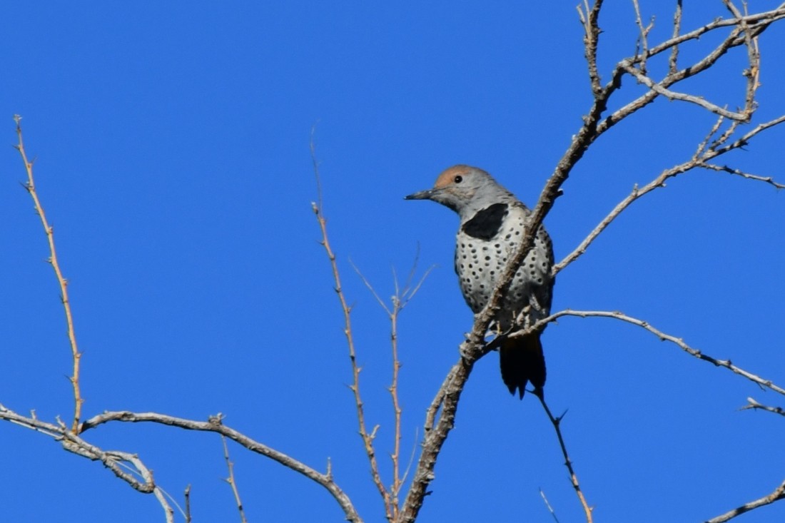 ミナミハシボソキツツキ - ML644706702