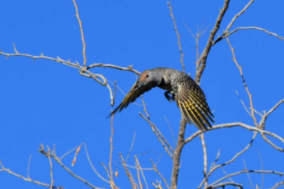 ミナミハシボソキツツキ - ML644706703