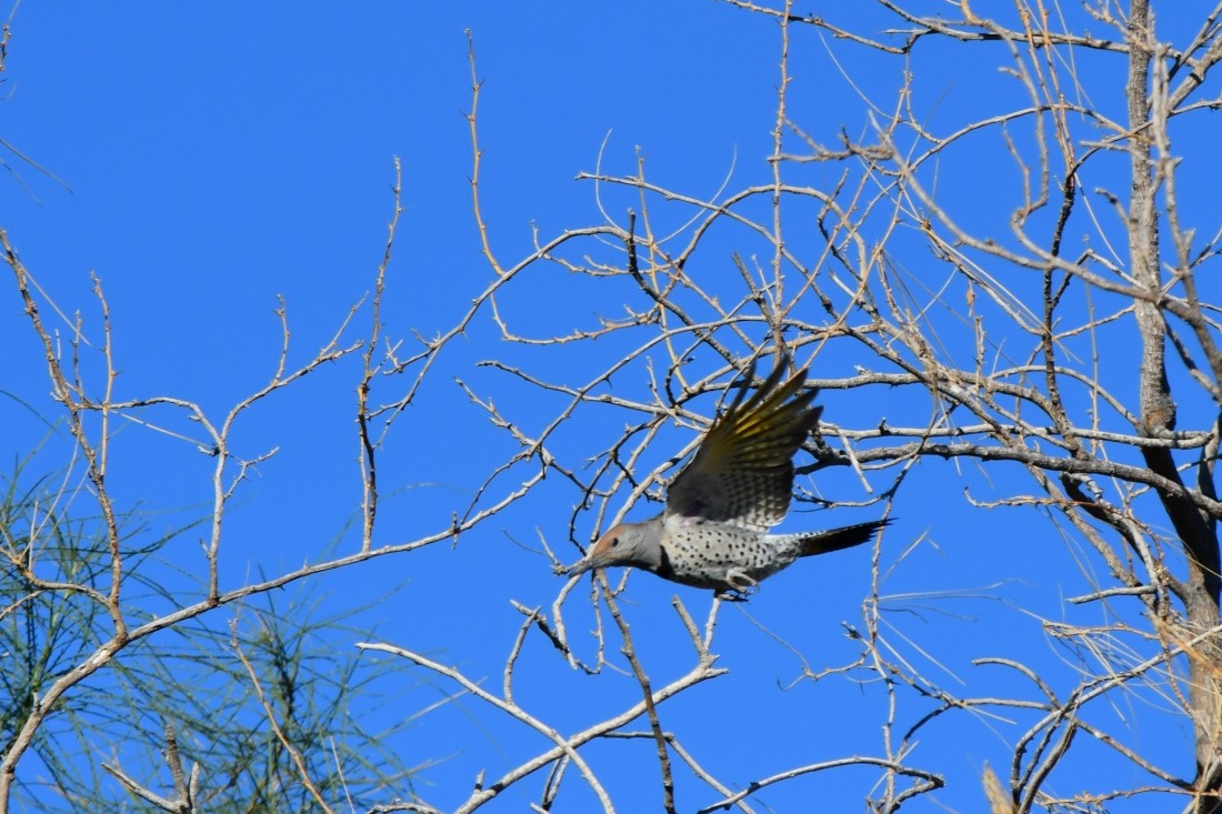 ミナミハシボソキツツキ - ML644706704