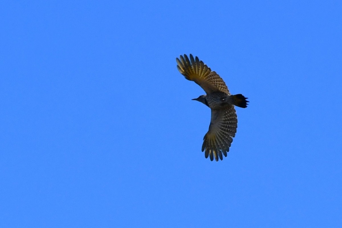 ミナミハシボソキツツキ - ML644706705