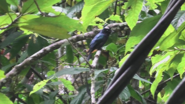 ヒメカザリオウチュウ - ML644706707