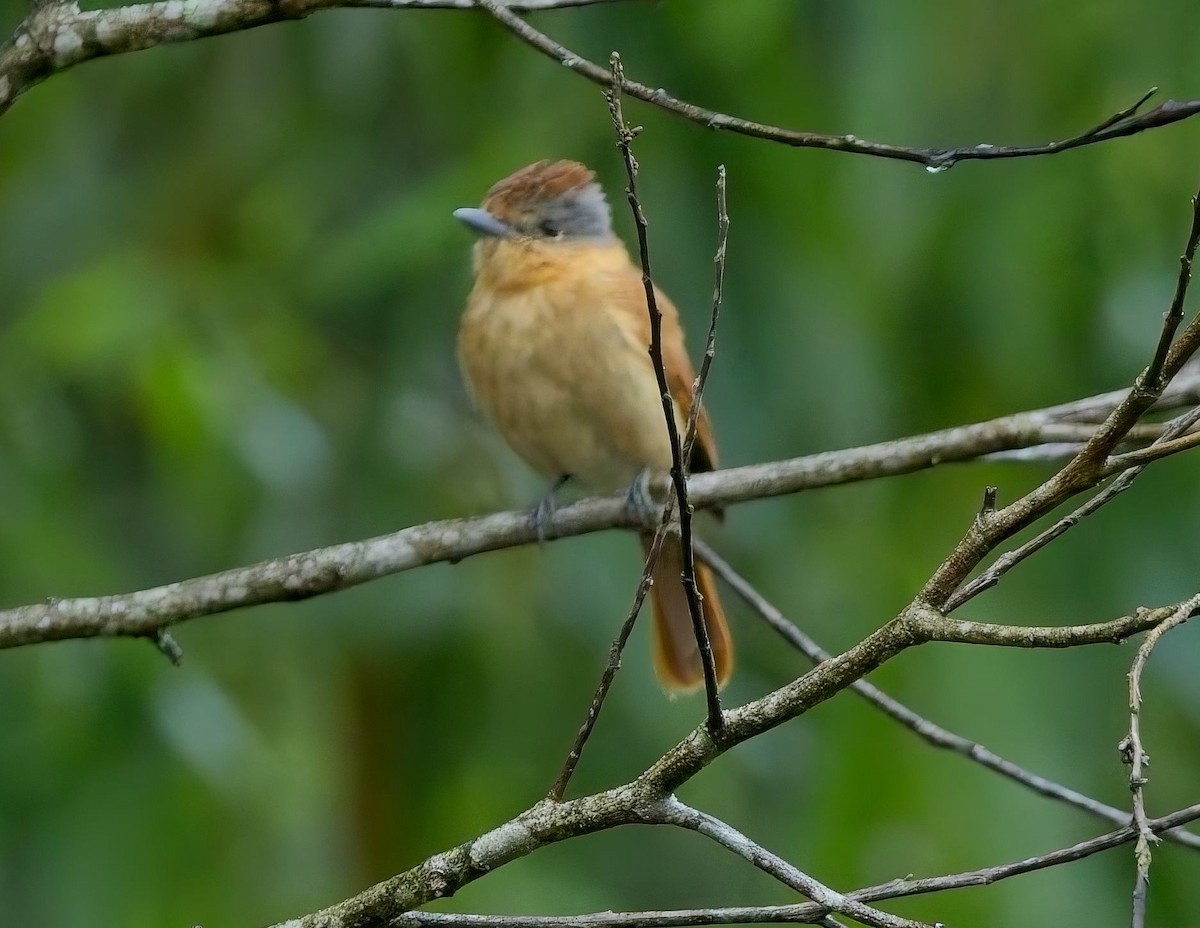 Anambé Castaño - ML644706708
