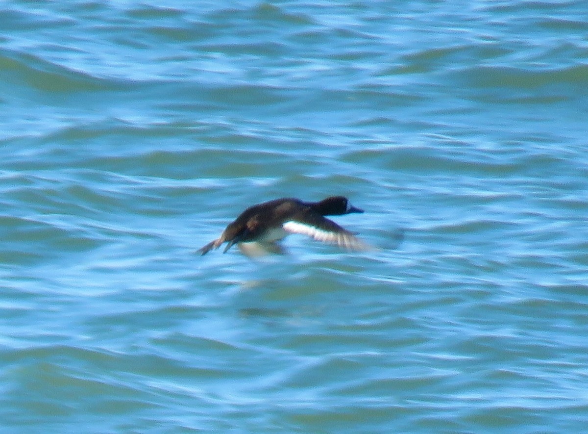 スズガモ - ML644706711