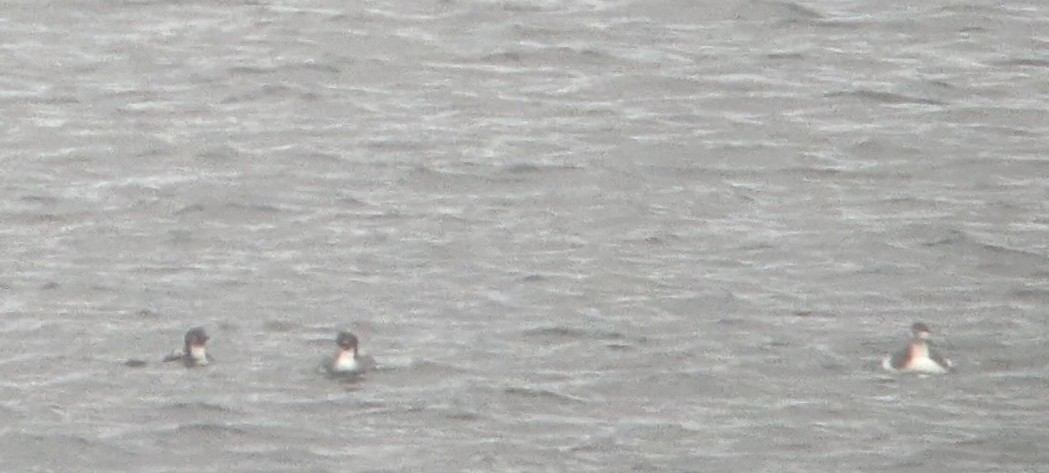 storlom - ML644706712