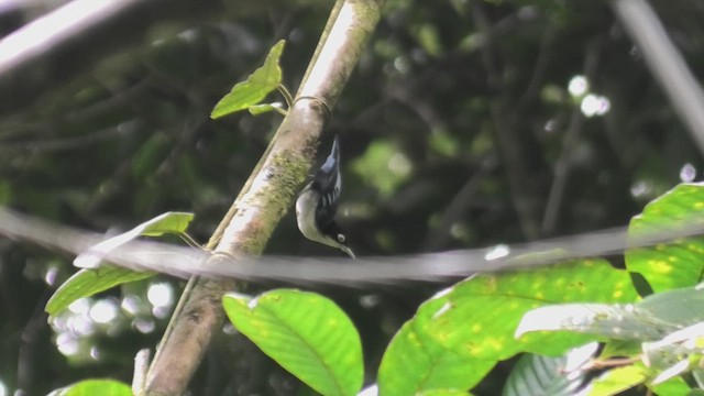 ズグロゴジュウカラ - ML644706713