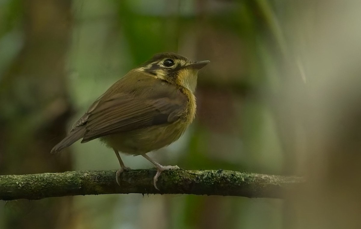 White-throated Spadebill - ML644706718