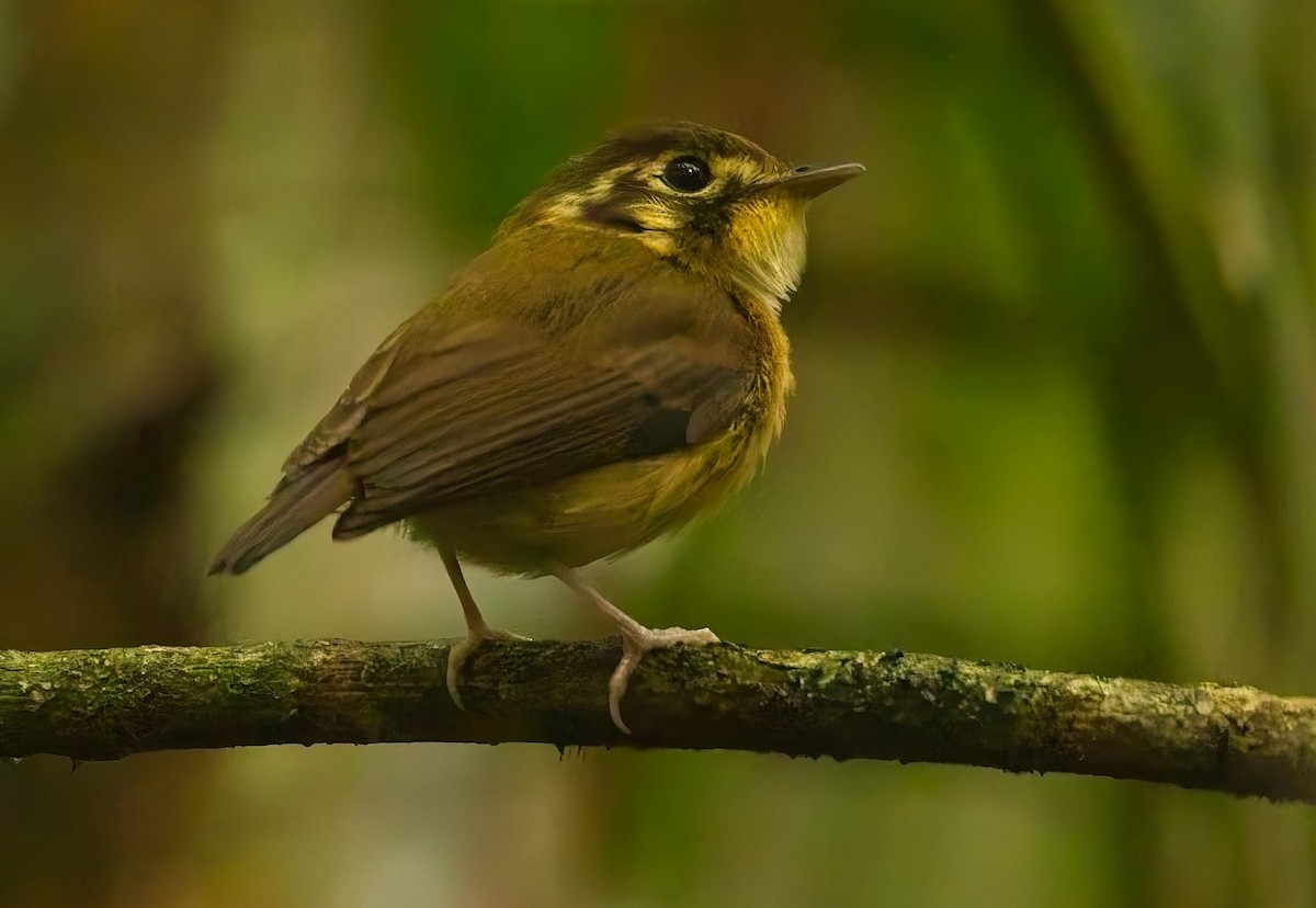 White-throated Spadebill - ML644706719