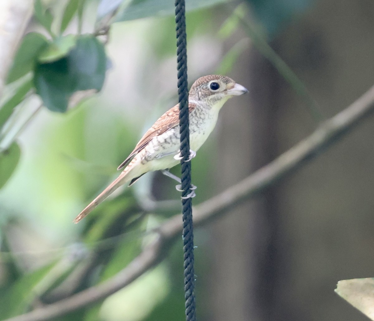 Тигровый сорокопут - ML644706720