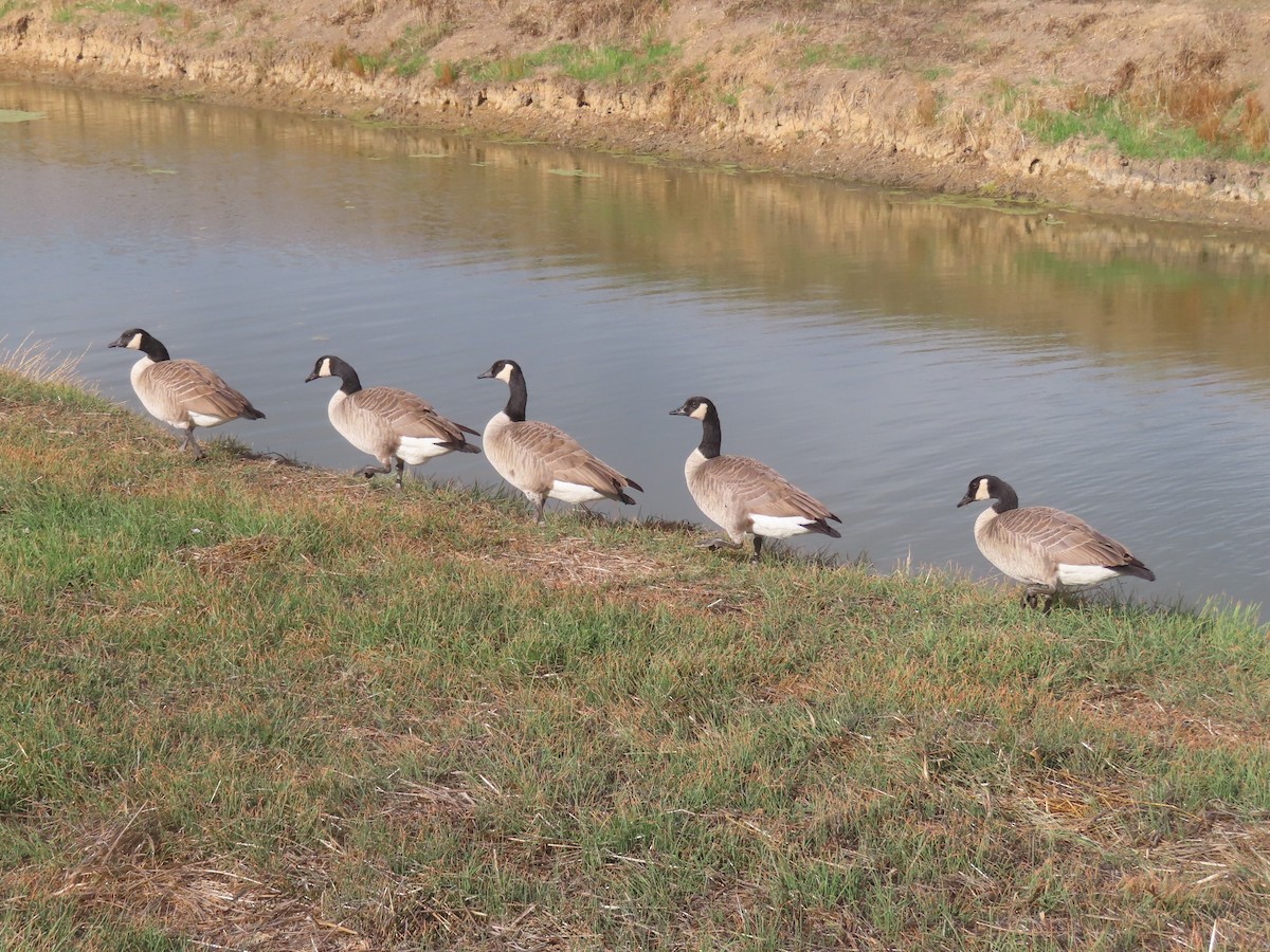 berneška velká - ML644706721