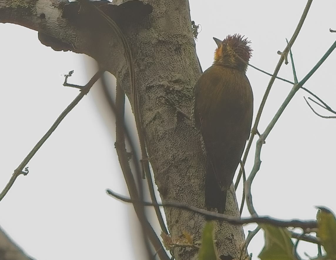 White-browed Woodpecker - ML644706724