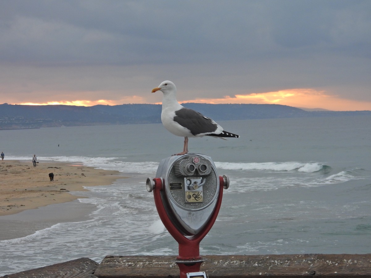 Мартин західний - ML644706728