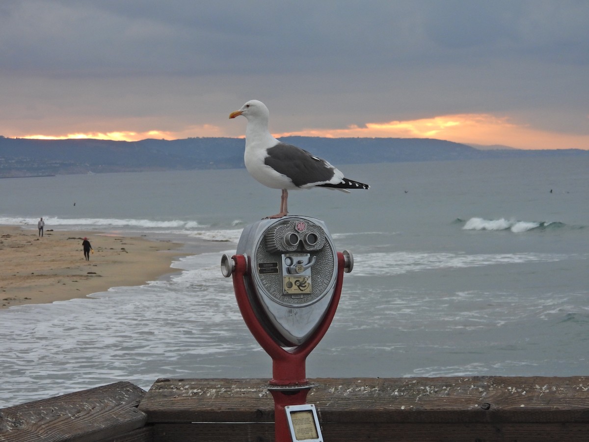 Мартин західний - ML644706729