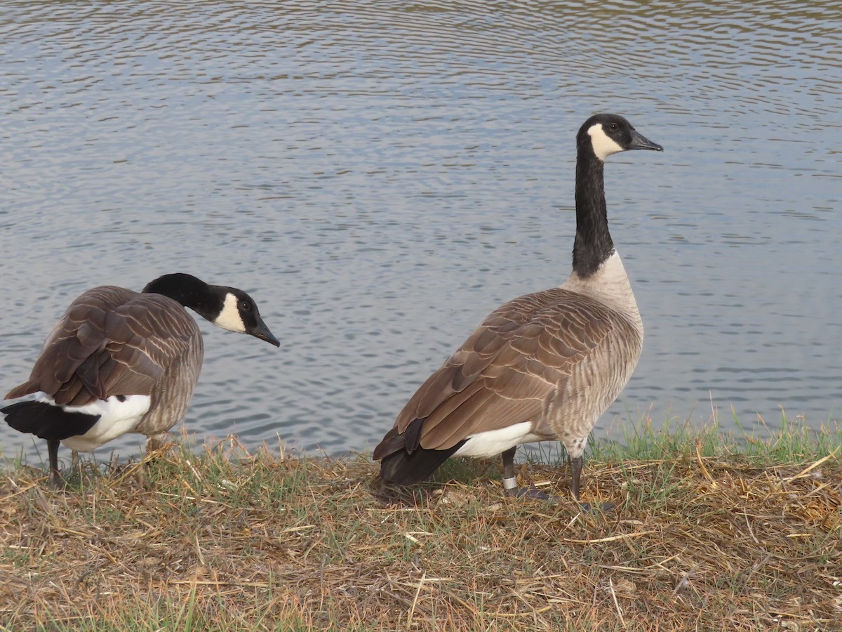 berneška velká - ML644706731