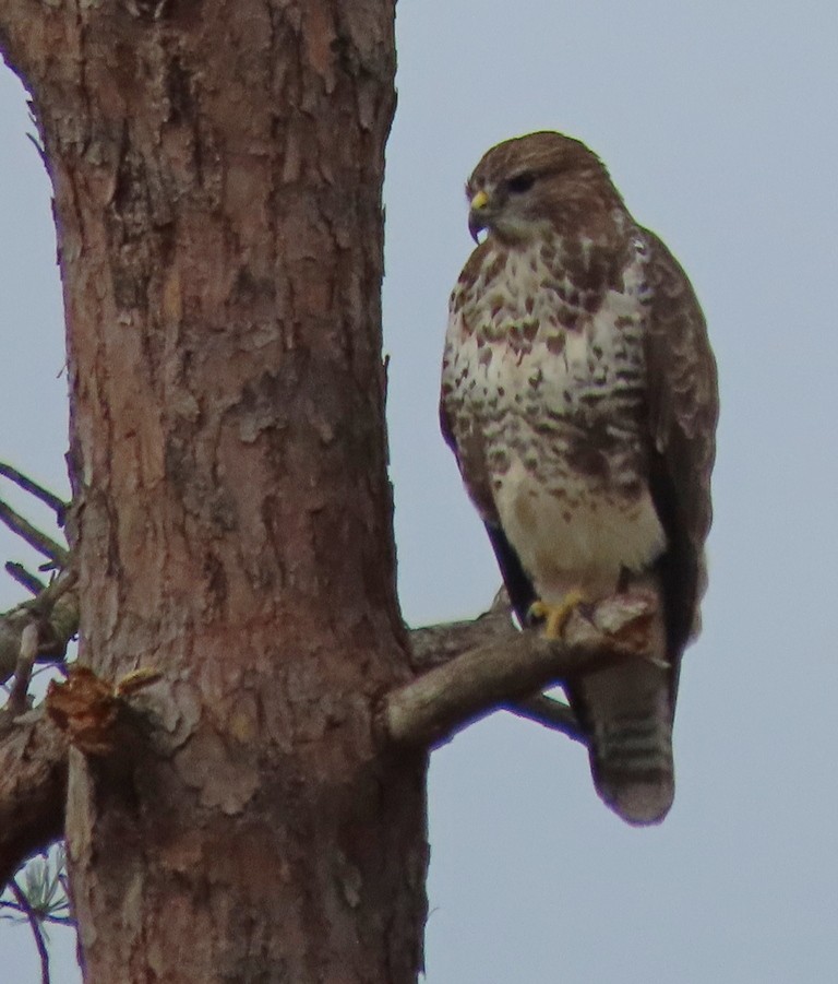 Buse variable - ML644706738