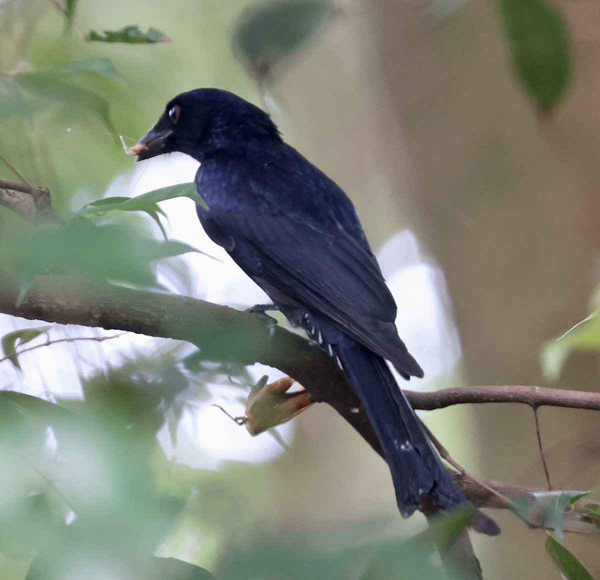 Большеклювый дронго - ML644706755