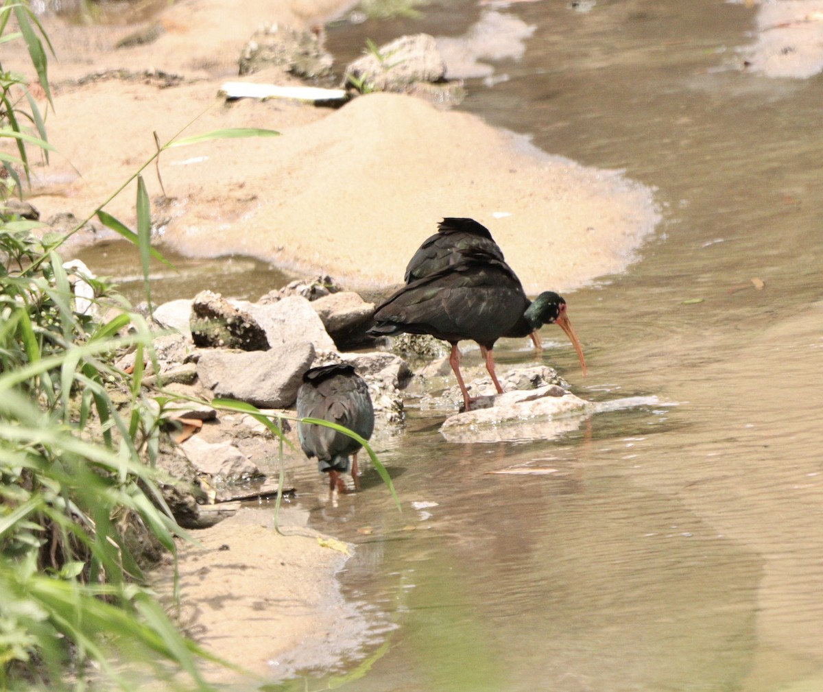 Bare-faced Ibis - ML644706766