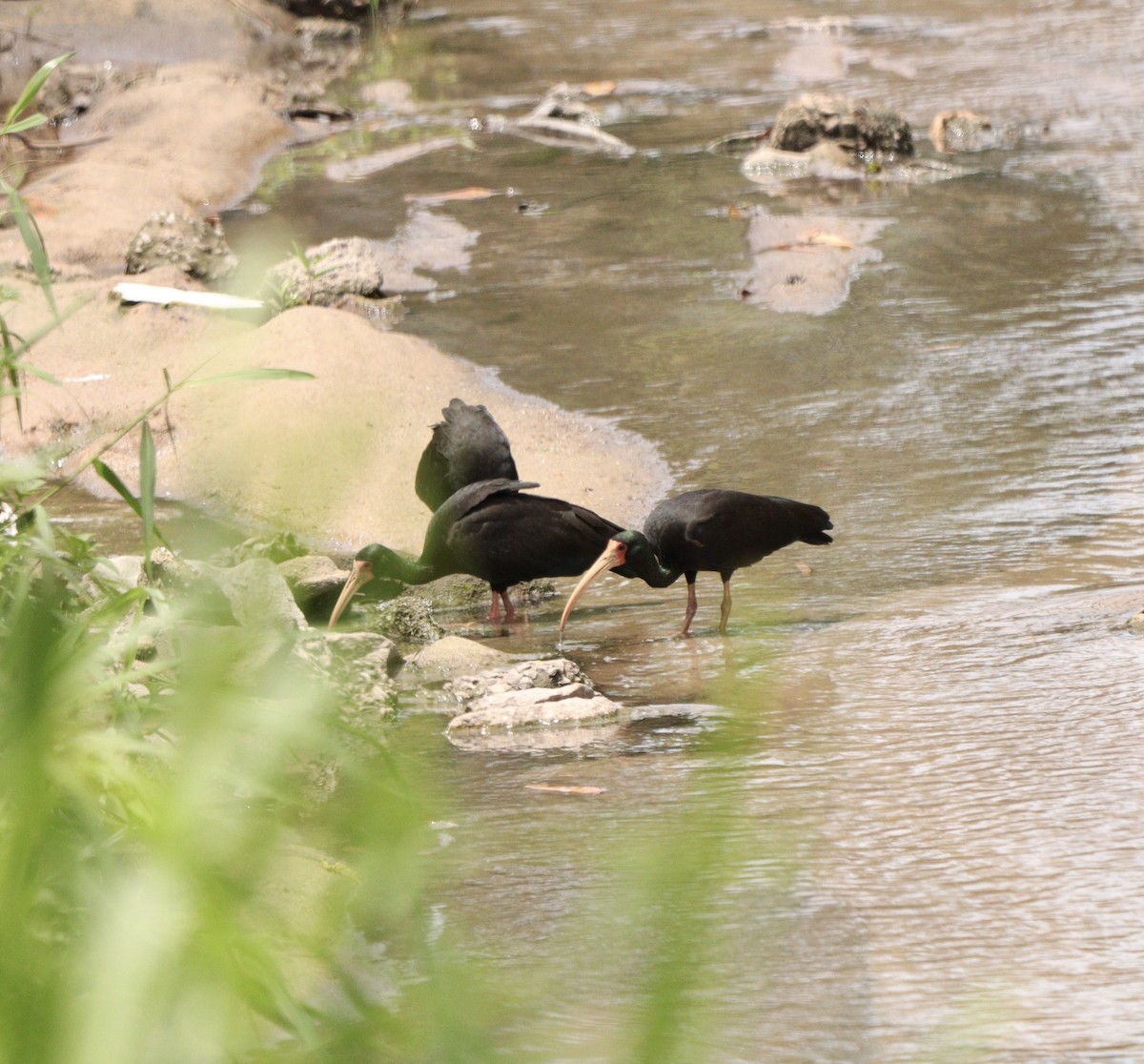 Bare-faced Ibis - ML644706767
