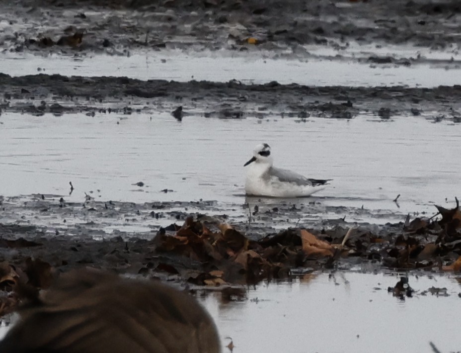 Red Phalarope - ML644706768