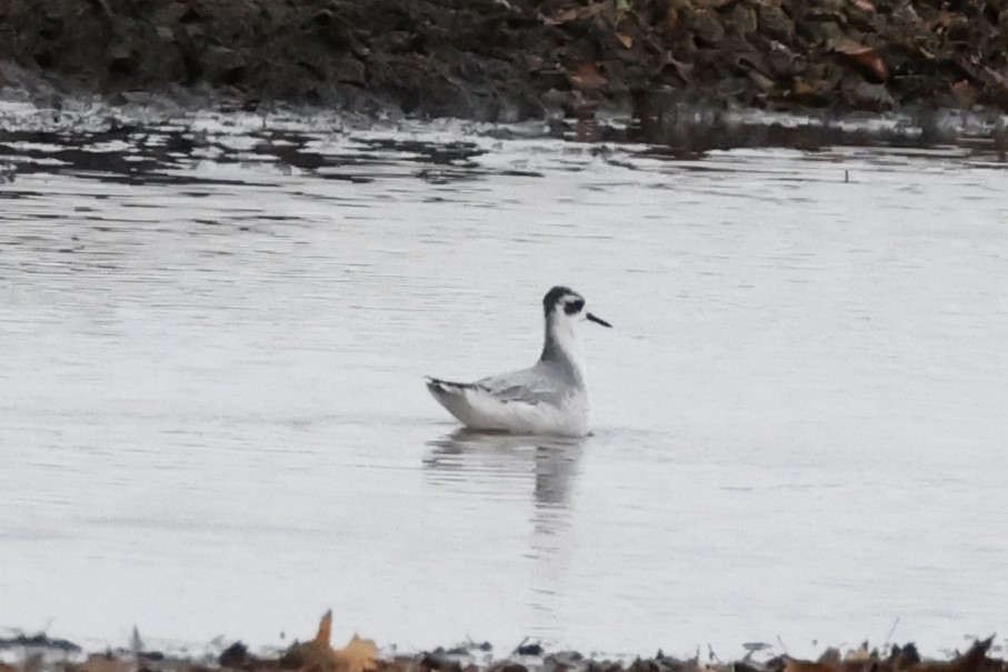 Red Phalarope - ML644706772