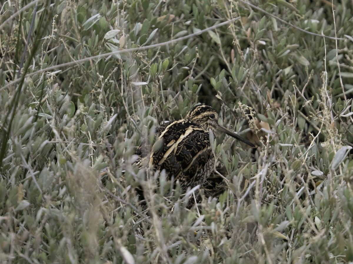 Common Snipe - ML644706773