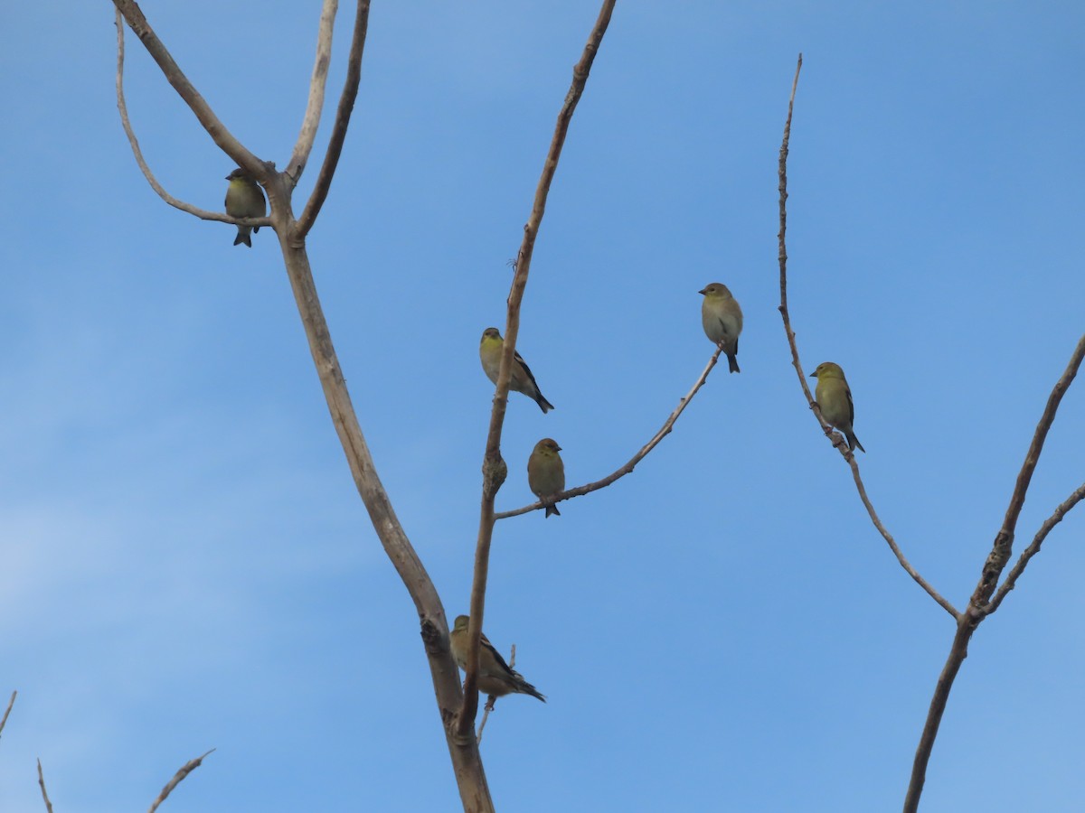 オウゴンヒワ - ML644706789