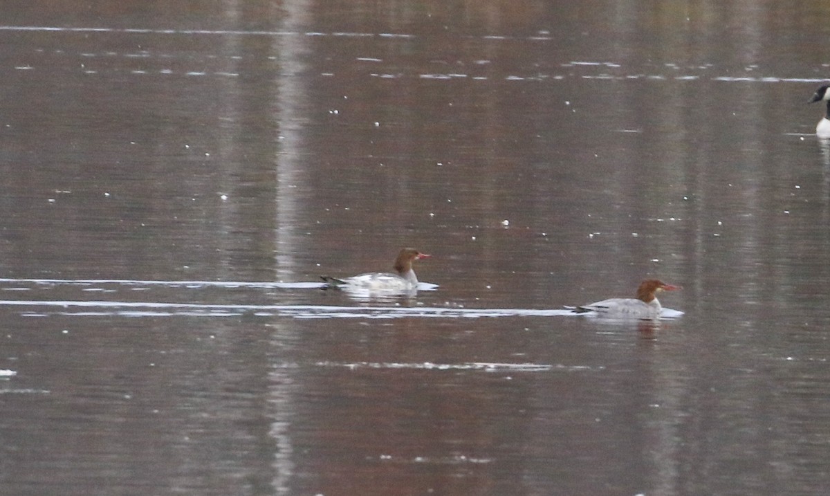 Common Merganser - ML644706791