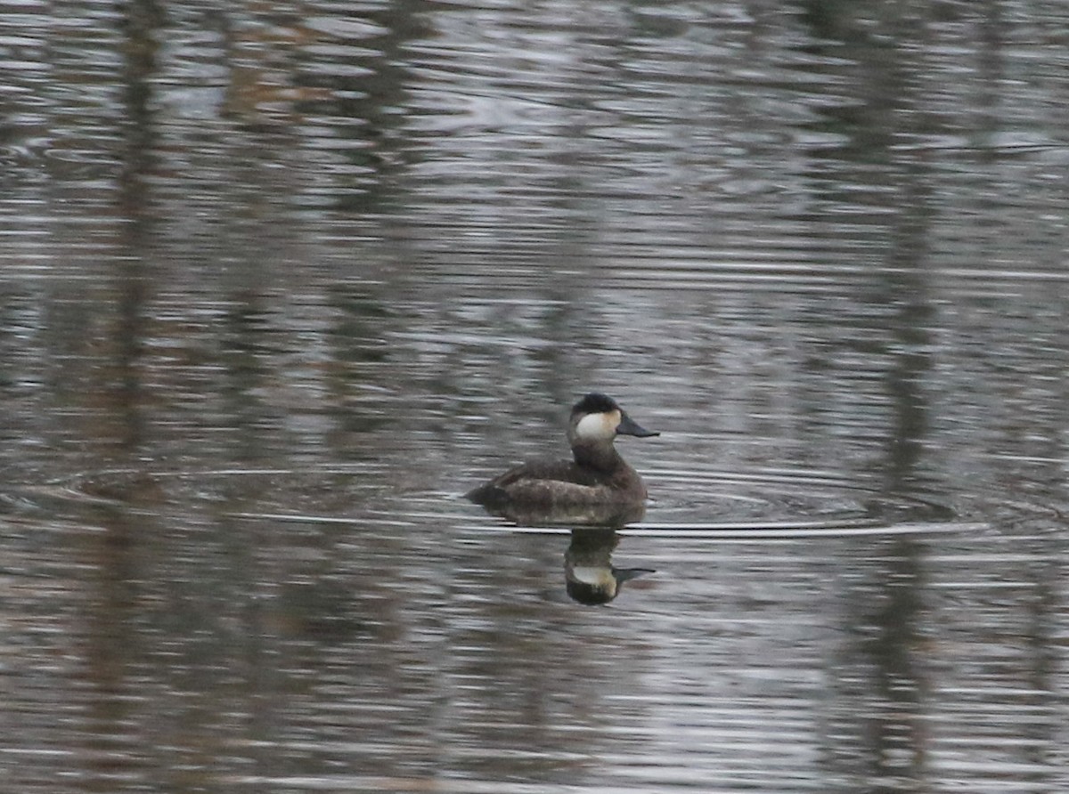 Ruddy Duck - ML644706794