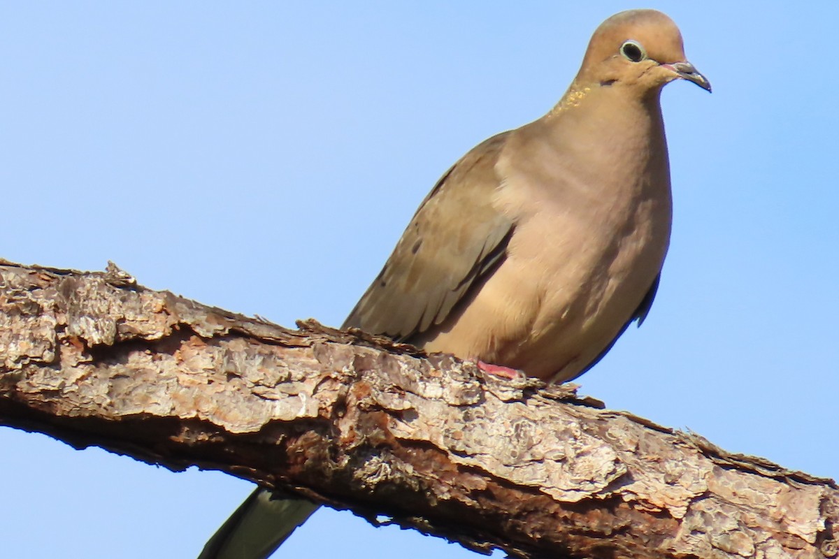 Uzun Kuyruklu Kumru - ML644706795