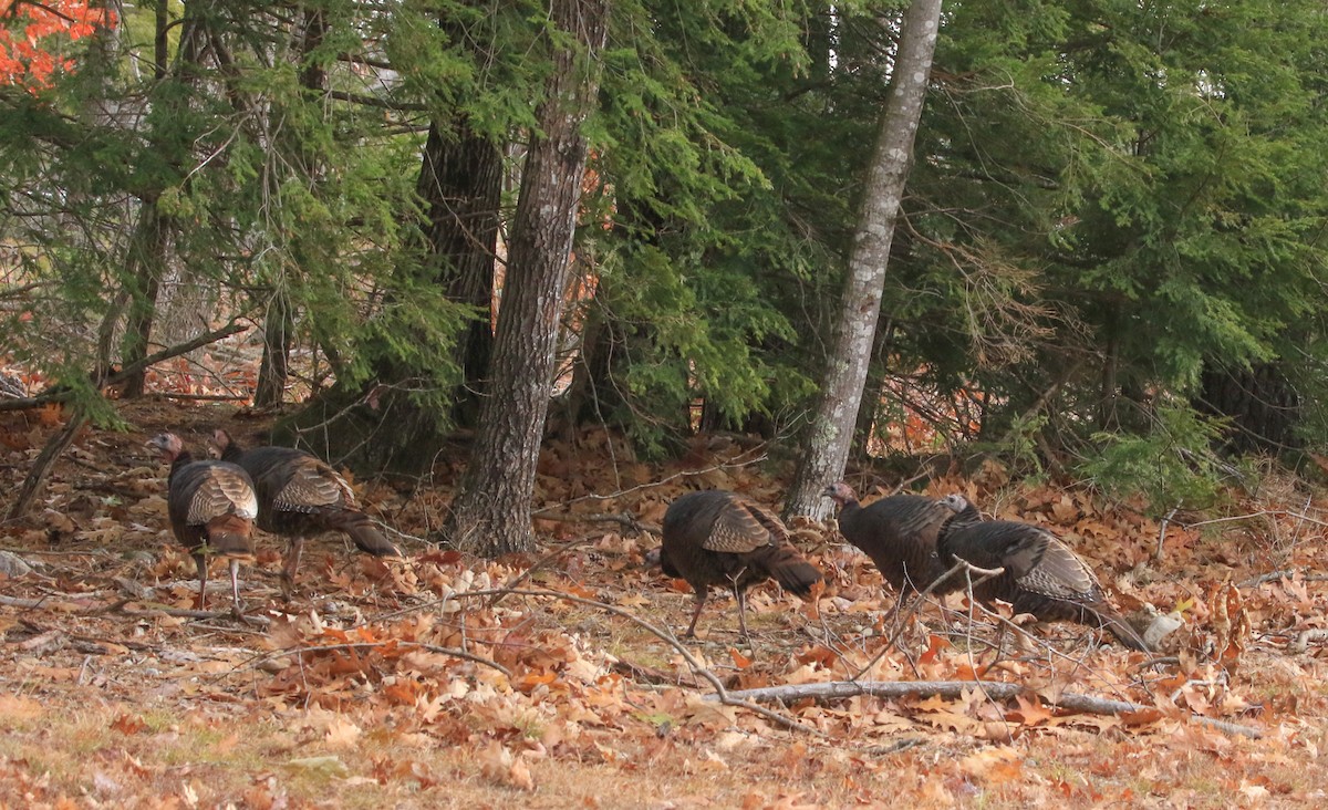 Wild Turkey - ML644706799