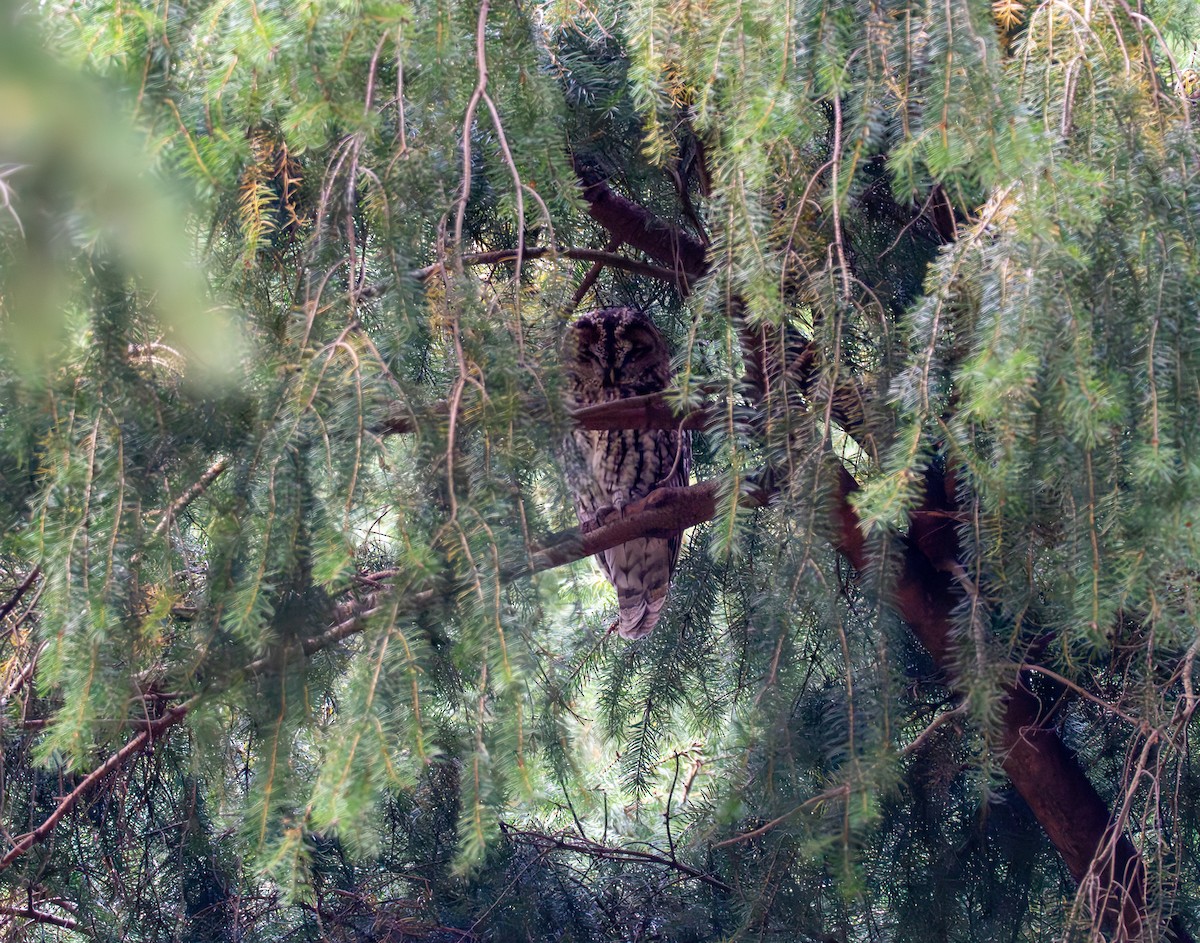 Tawny Owl - ML644706802
