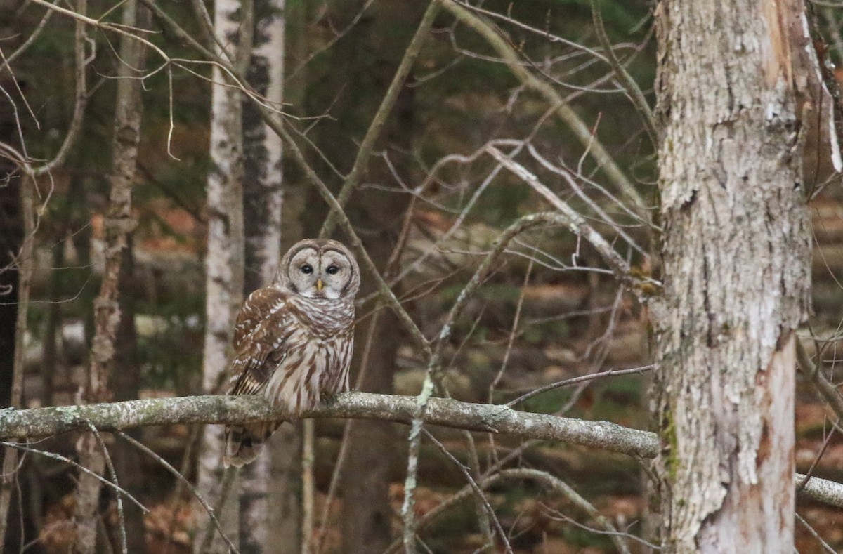 Barred Owl - ML644706803