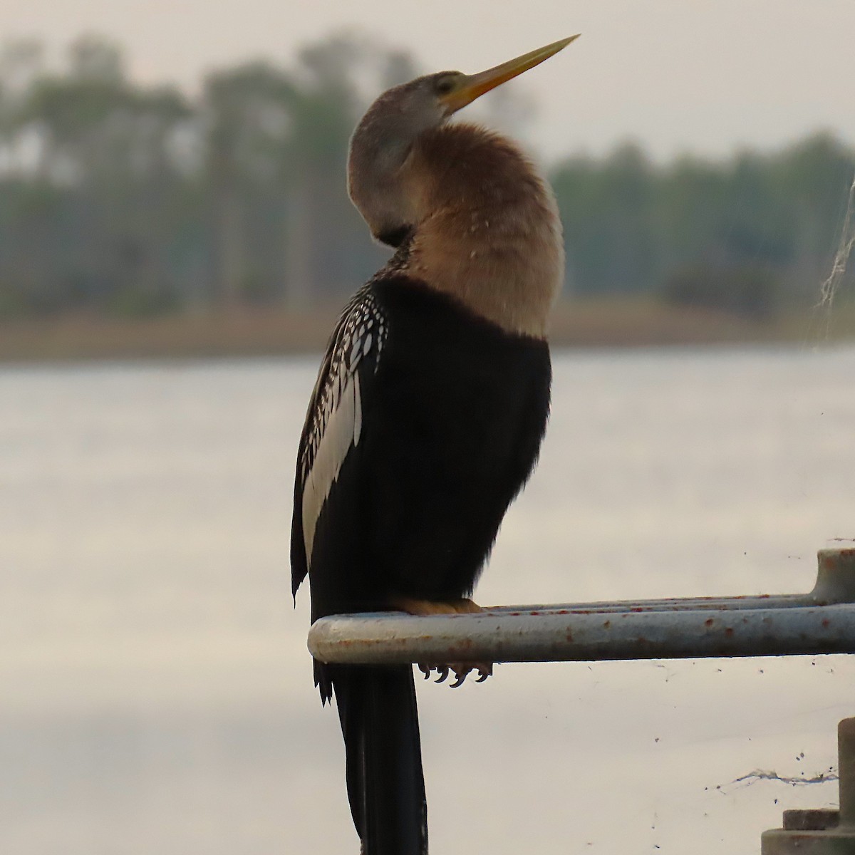 Amerika Yılanboyunu - ML644706808