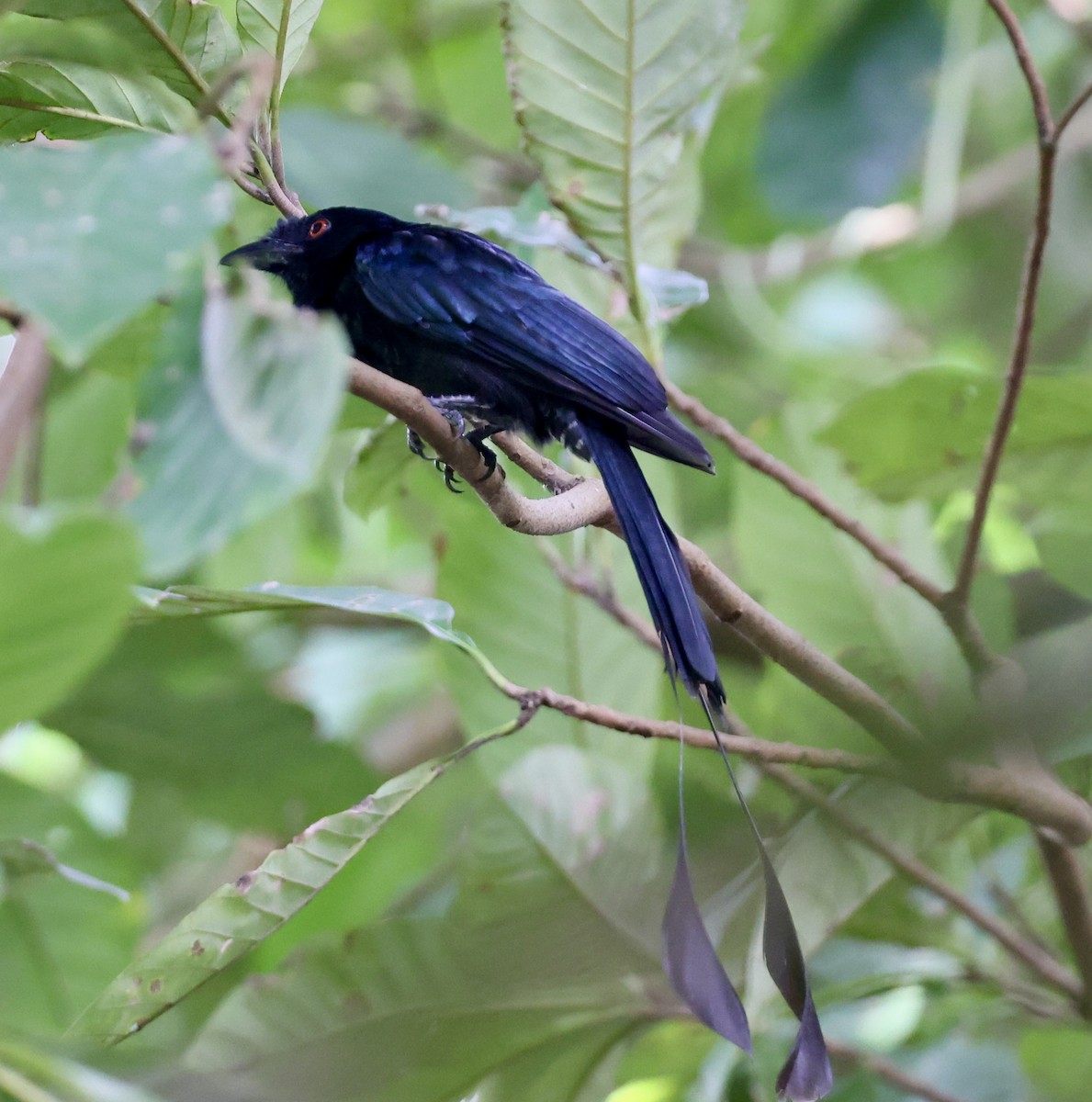 Райский дронго - ML644706814