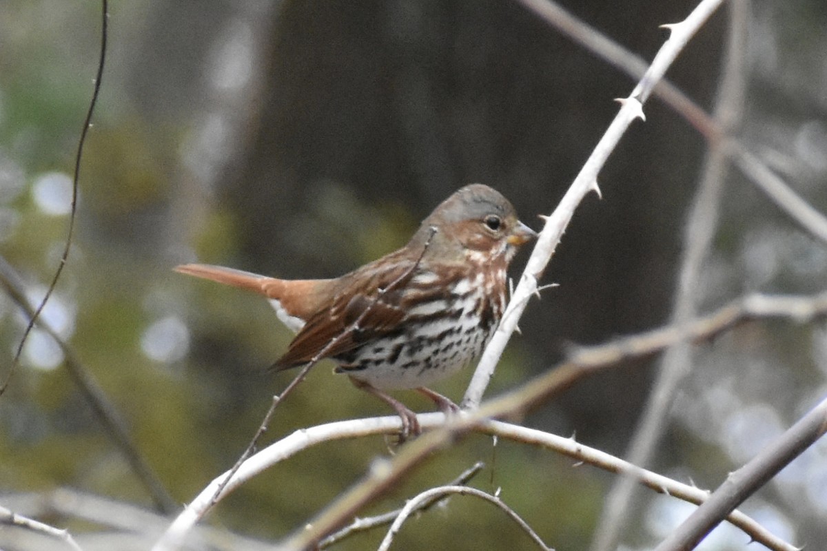 Fox Sparrow - ML644706816