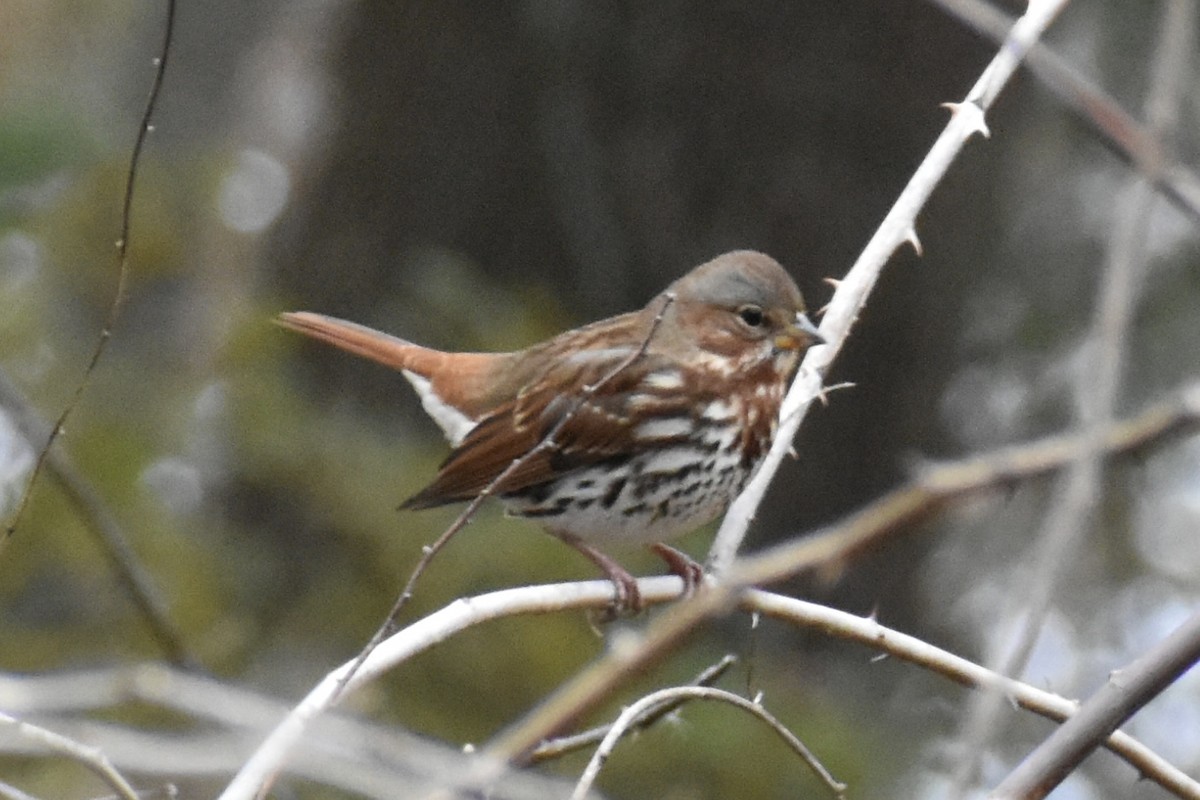 Fox Sparrow - ML644706817