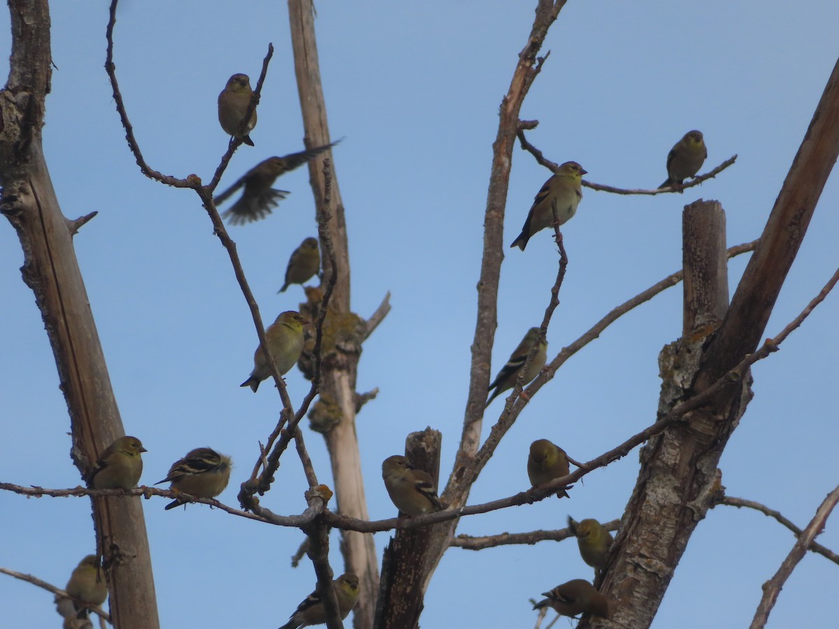 オウゴンヒワ - ML644706818