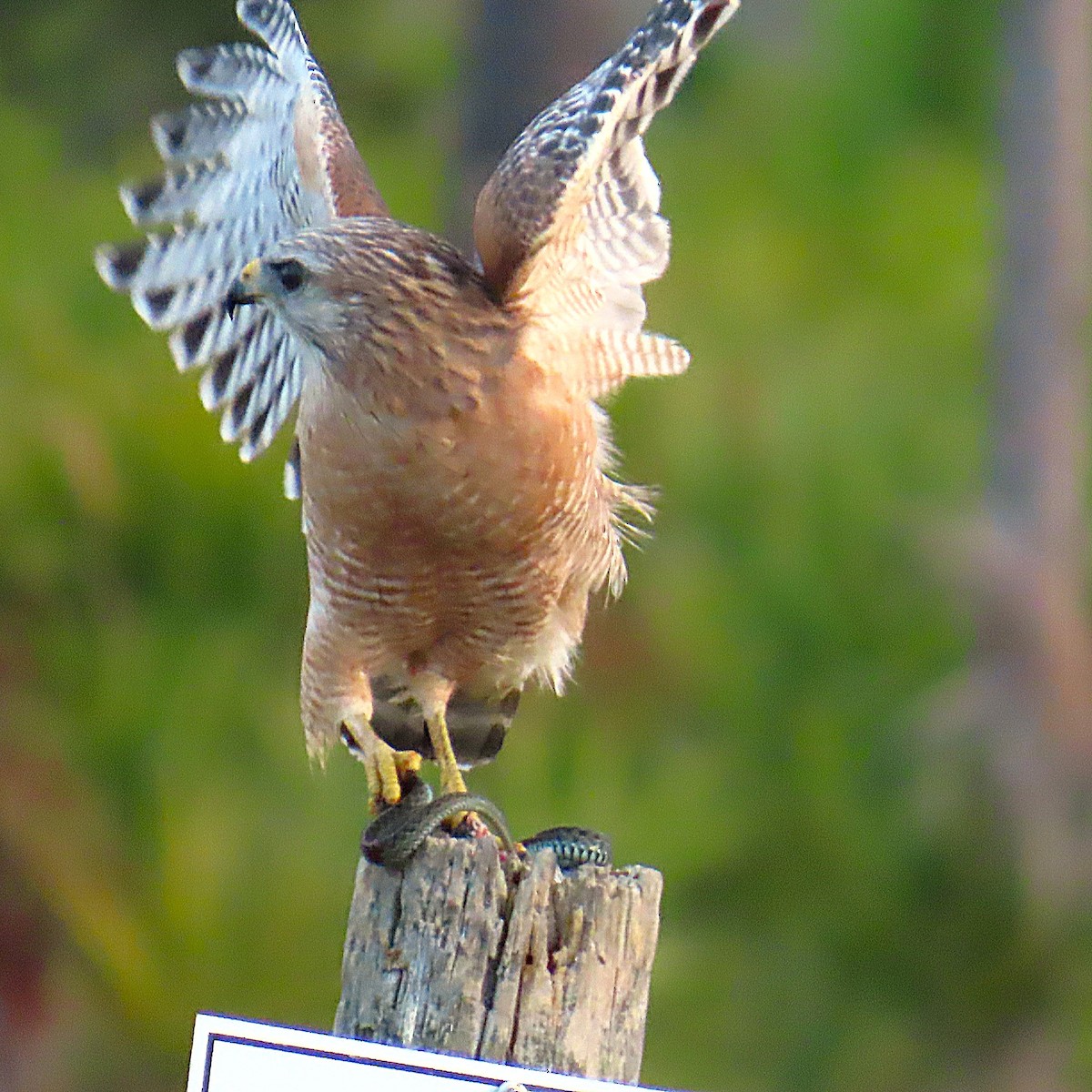 Kızıl Omuzlu Şahin - ML644706821