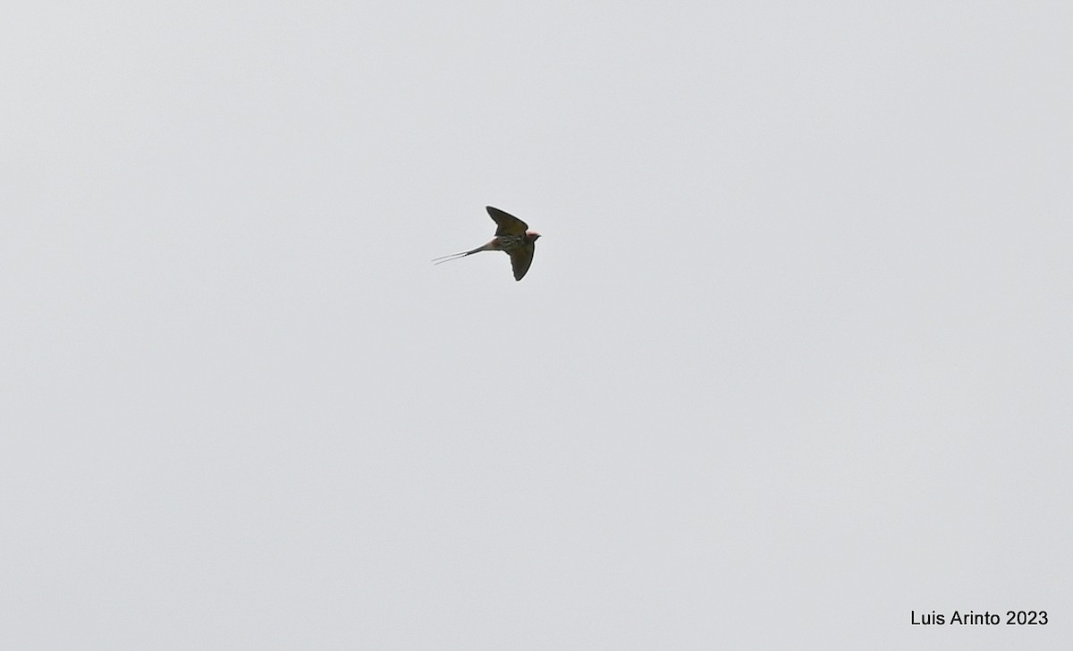 Lesser Striped Swallow - ML644706826