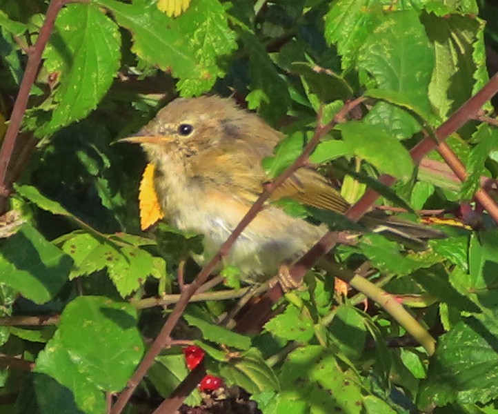 Pouillot véloce - ML644706827